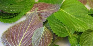 Cách trị thâm mụn bằng mặt nạ tía tô hiệu quả tức thì1