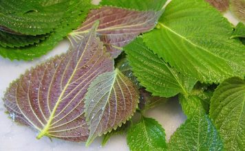 Cách trị thâm mụn bằng mặt nạ tía tô hiệu quả tức thì1