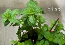 Cách trồng cây bạc hà tiện lợi ‘một công đôi ba việc’