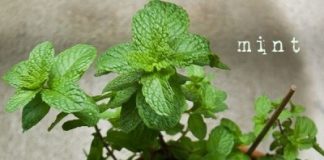 Cách trồng cây bạc hà tiện lợi ‘một công đôi ba việc’