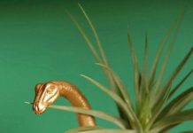 Cách trồng cây không khí trang trí nhà ngày Tết - 1