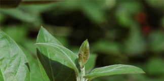 Công dụng chữa bệnh của lá mơ - 1