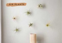 Nhà đẹp lạ nhờ “cây không khí” - 1