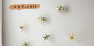 Nhà đẹp lạ nhờ “cây không khí” - 1