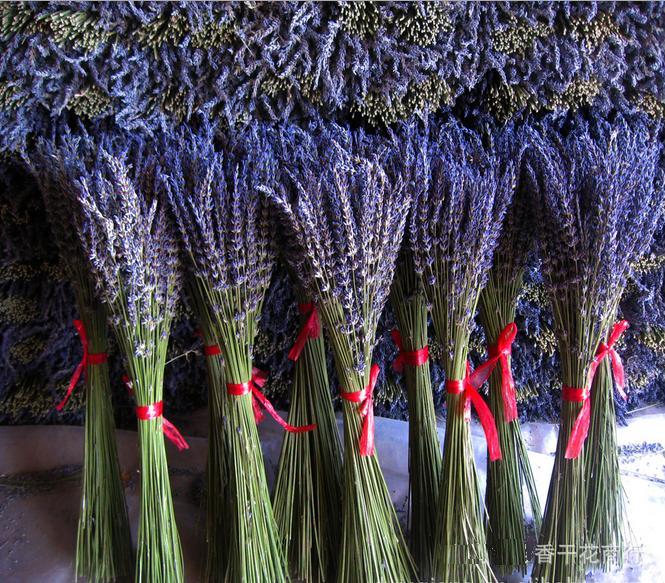 Tìm hiểu ý nghĩa của hoa oải hương - hoa Lavender - 5