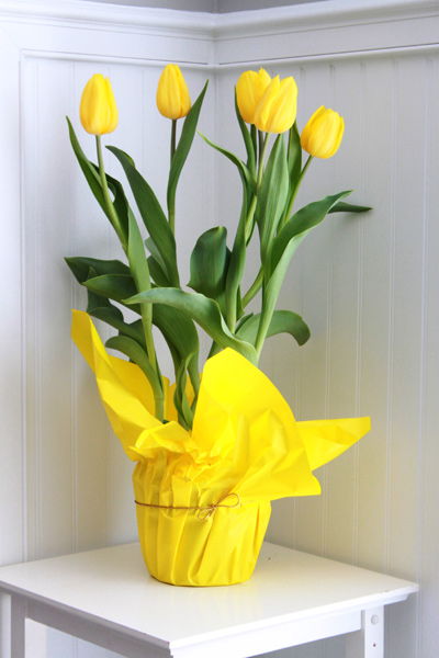 Cách trồng hoa tulip cho nhà thêm xinh trong ngày Tết - 3