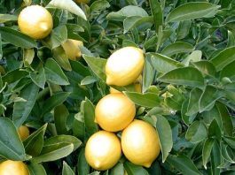 Kinh nghiệm trồng chanh trái vụ - 1