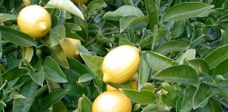 Kinh nghiệm trồng chanh trái vụ - 1