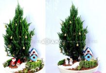 Khu vườn giáng sinh thu nhỏ xinh và độc đáo - 1