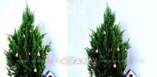 Khu vườn giáng sinh thu nhỏ xinh và độc đáo Khu vườn giáng sinh thu nhỏ xinh và độc đáo - 1