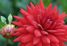 Hướng dẫn trồng các cây hoa thời vụ - 1