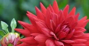 Hướng dẫn trồng các cây hoa thời vụ - 1