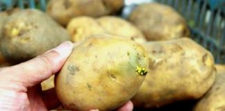 Cách ăn khoai tây tốt nhất cho sức khỏe 1