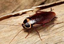 Tổng hợp 15 cách đuổi côn trùng cực an toàn mà hiệu quả 1