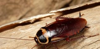 Tổng hợp 15 cách đuổi côn trùng cực an toàn mà hiệu quả 1