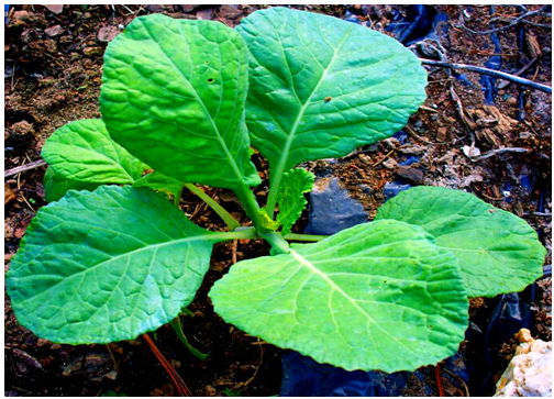 Cách trồng bắp cải xanh mướt an toàn và dễ dàng - 5