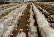 Cách trồng nấm linh chi trên bã mía cho năng suất tăng 15%