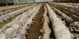 Cách trồng nấm linh chi trên bã mía cho năng suất tăng 15%