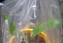 Cách giữ ấm cho hoa, cây cảnh vào ngày rét hại Cách giữ ấm cho hoa, cây cảnh vào ngày rét hại 1