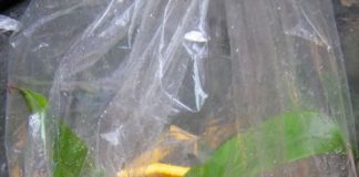 Cách giữ ấm cho hoa, cây cảnh vào ngày rét hại 1