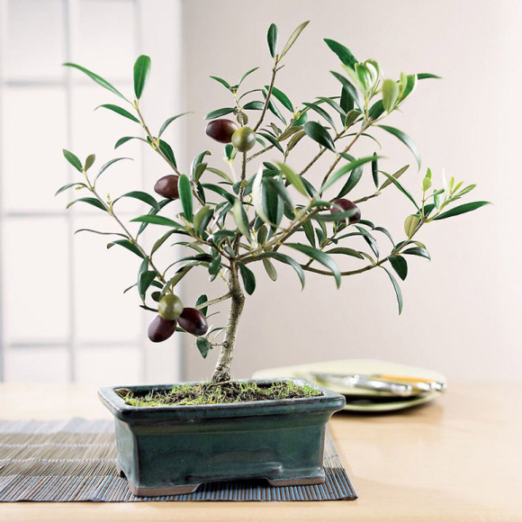 Các loại cây cảnh bonsai đẹp từ rau củ quả 4