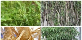 Bất ngờ trước tác dụng của cây đinh lăng với sức khỏe