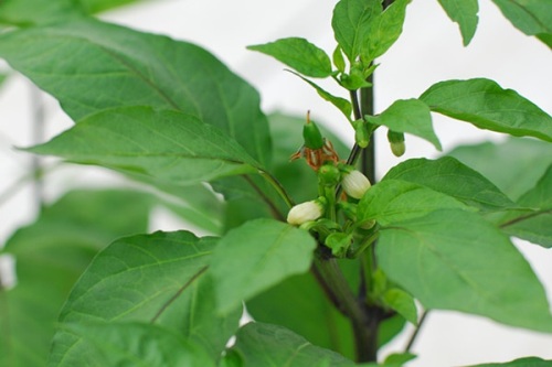 Cách trồng ớt trong chậu tại nhà mang hiệu quả gấp đôi 7