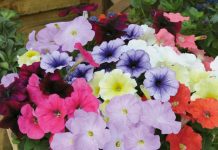 Các loài hoa nên trồng vào mùa hè - 1