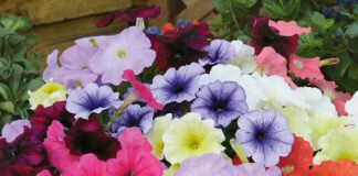 Các loài hoa nên trồng vào mùa hè - 1