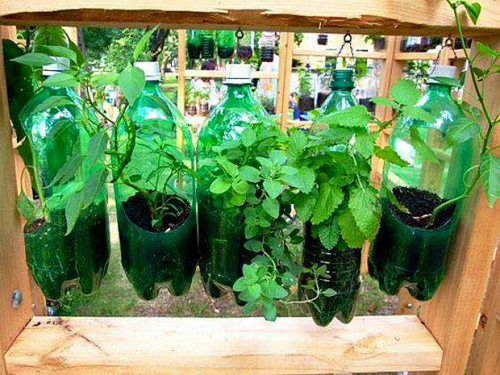 Tham quan khu vườn trồng rau bằng chai nhựa 6