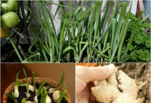 Cách trồng gừng, hành, tỏi tại nhà ăn cả năm không hết 1