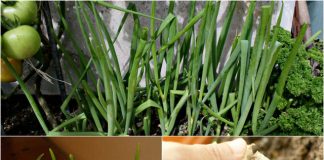 Cách trồng gừng, hành, tỏi tại nhà ăn cả năm không hết 1