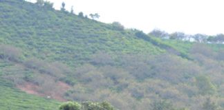 Trên những đồi chè xanh bát ngát Mộc Châu - 1