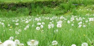 Lợi ích của các loại hoa đến sức khỏe