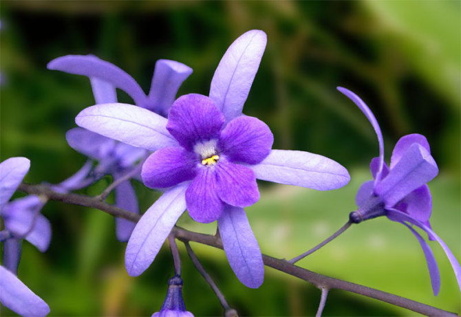 Sự tích và ý nghĩa của loài hoa violet tím ngọt ngào - 3