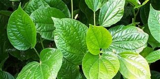 Những nhóm thảo dược giúp điều trị bệnh xương khớp - 1