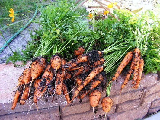 Cách trồng cà rốt mini trong chậu tại nhà  - 7