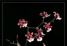 Cách chăm sóc hoa lan vũ nữ alt