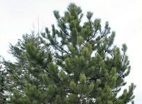 Hướng dẫn cách trồng và chăm sóc cây lá kim - 1