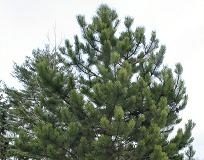 Hướng dẫn cách trồng và chăm sóc cây lá kim Hướng dẫn cách trồng và chăm sóc cây lá kim - 1