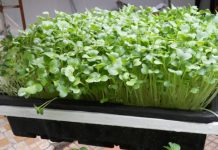 Cách trồng rau mầm xà lách, cải bông xanh, cải Nhật Cách trồng rau mầm xà lách, cải bông xanh, cải Nhật - 1