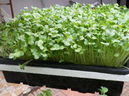 Cách trồng rau mầm xà lách, cải bông xanh, cải Nhật - 1