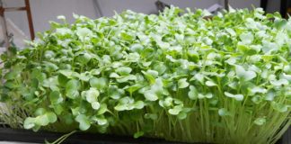 Cách trồng rau mầm xà lách, cải bông xanh, cải Nhật - 1