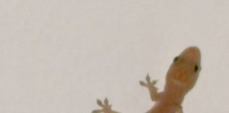 Bài thuốc chữa bệnh bằng thạch sùng - 1