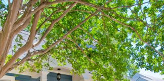 Archi - Bí quyết trang trí làm đẹp hiên nhà vườn