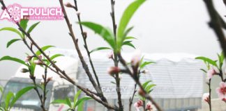 Lên Mộc Châu ngắm đào Pháp khoe sắc chớm đông - 1