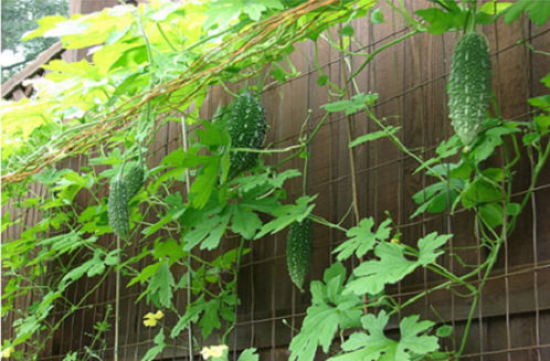Hướng dẫn cách trồng mướp đắng trong vườn nhà - 14