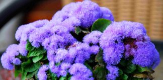 3 loài hoa đẹp đuổi muỗi 'cực đỉnh' - 1