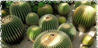 Hóa giải phong thủy bằng những loại cây trên ban công - Archi