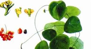 Dùng thuốc an thần rotundin sao cho hiệu quả? - 1